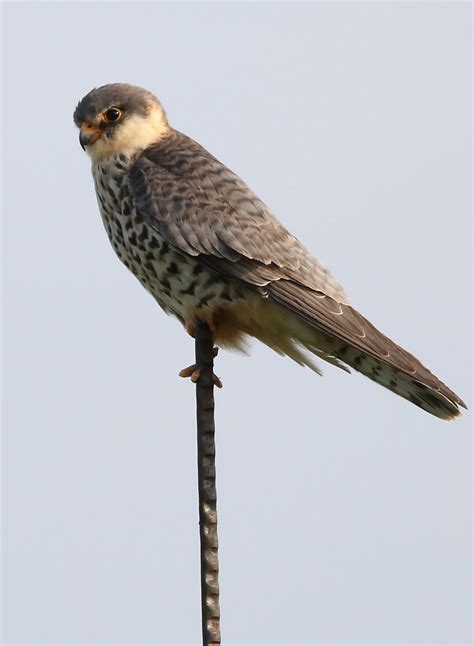 Amur falcon, Falco amurensis, female at Eendracht Road, Su… | Flickr