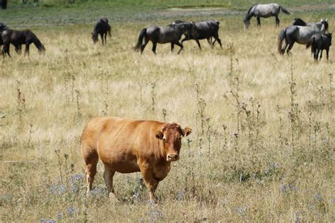 Brown Bison on Grass · Free Stock Photo