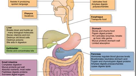 Human Digestive System Diagram And Functions