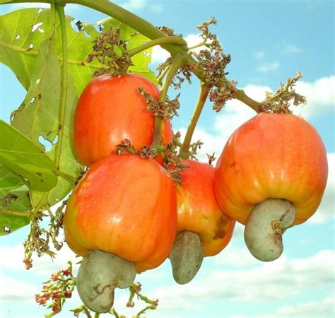 Cashew Nut Fruit Seed Anacardium Occidentale Cajou Tree | Etsy