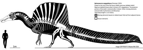 Spinosaurus Skeletal Reconstruction by Miyess on DeviantArt