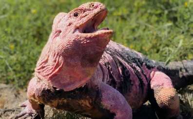 pink iguana News - Latest pink iguana News, Breaking pink iguana News ...