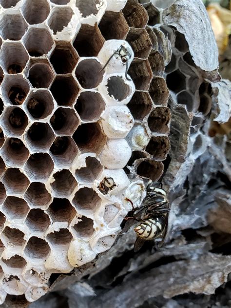 The inside of the Bald Faced Hornet Nest that they built on my fence. : r/interestingasfuck