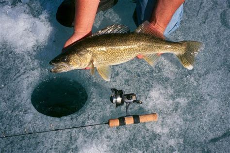 Walleye Ice Fishing Tactics - AllOutdoor.com