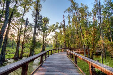 Swamp Garden Magnolia Plantation Photograph by Dustin K Ryan