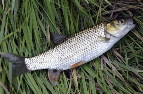 7 Benefits of Eating Mullet Fish and Side Effects - LiveMinty