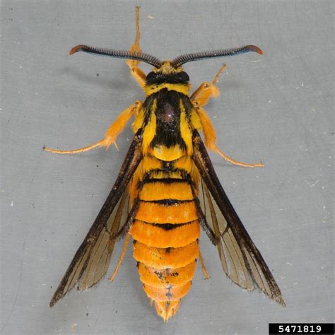 Monday NatureZen: More Moths Pretending to be Wasps | WIRED