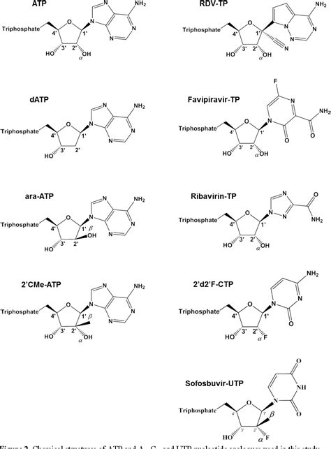 RNA-directed RNA polymerase activity | Semantic Scholar