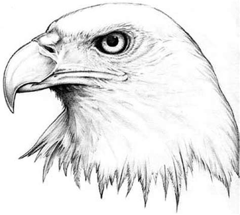 White american eagle tattoo - Tattoos Book - 65.000 Tattoos Designs | Perros dibujos a lapiz ...