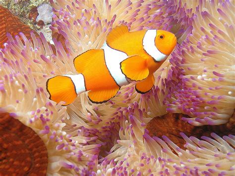 Great Barrier Reef Australia Clownfish and Anemone - 308 :: World All ...