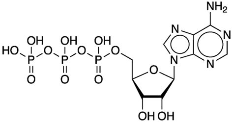 Adenosine triphosphate - American Chemical Society