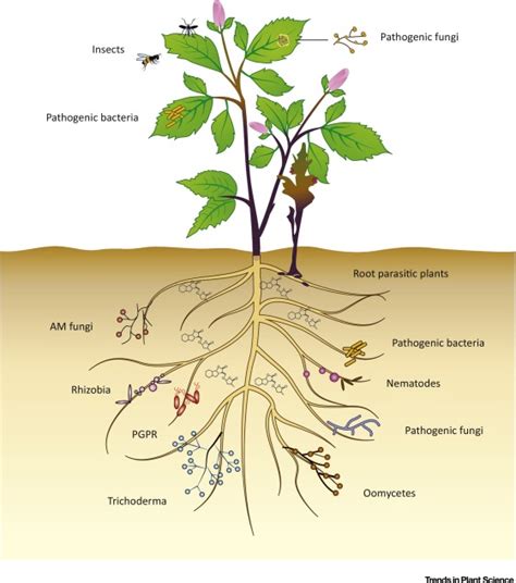 Strigolactones in Plant Interactions with Beneficial and Detrimental ...