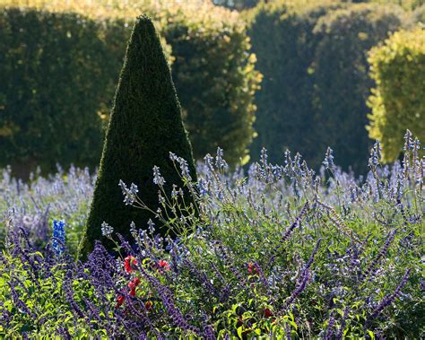 Pruning yews: top tips for getting yours in shape | Gardeningetc