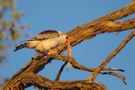 250 Agamid Stock Pictures, Editorial Images and Stock Photos | Shutterstock