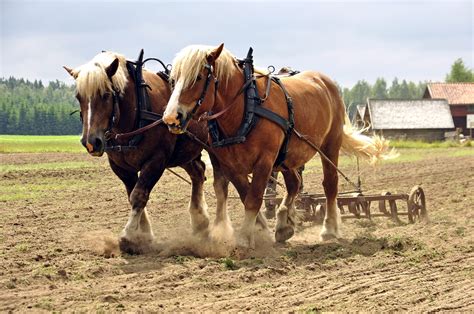 Draft Horse Breed Guide: Characteristics, Health & Nutrition | Mad Barn