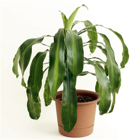 Dracaena Fragrans Care Guide (Corn Plant) | Just Houseplants