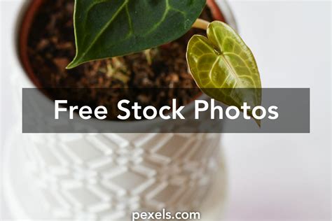 Anthurium Propagation Photos, Download Free Anthurium Propagation Stock Photos & HD Images