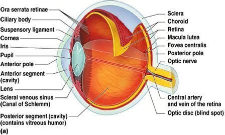 Ora Serrata Function - ANATOMY