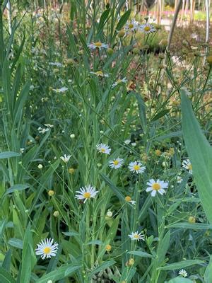 Boltonia asteroides 'Snowbank' False Aster from Colesville Nursery