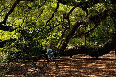 Angel Oak Park - Charleston Parks Conservancy