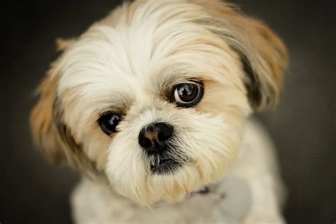 Black And White Shih Tzu Show Dog