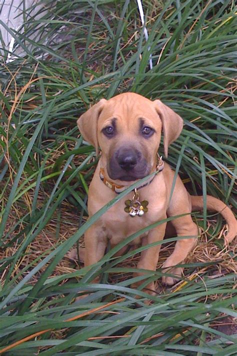 Such an adorable boy! This is my friend's Black Mouth Cur, Riley when ...