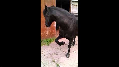 Horse doing tricks - YouTube