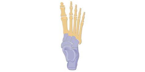 Tarsals | Tarsal Bones: anatomy and diagram | GetBodySmart