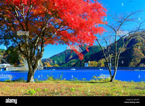 Lake Okutama Autumn Foliage Tokyo Japan Stock Photo - Alamy