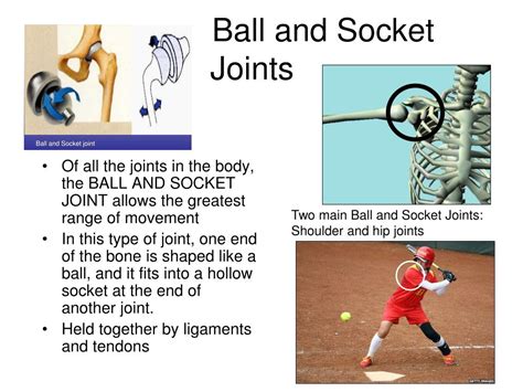 PPT - The Skeleton: The Types of Joints and movement PowerPoint Presentation - ID:4596020