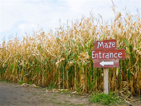 Can You Find Your Way Around These 5 Elaborate Corn Mazes? — Daily Passport