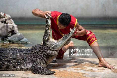 Head In Alligator Mouth Photos and Premium High Res Pictures - Getty Images