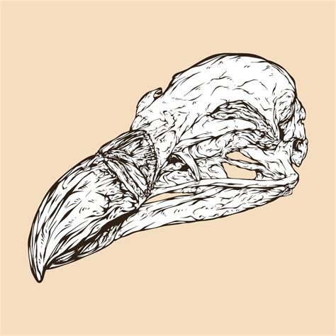 griffon vulture skull head vector illustration 12352014 Vector Art at ...