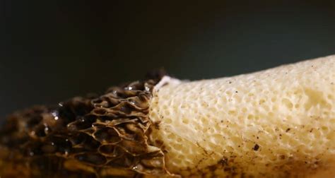 Stinkhorn Fungi of North America; An Introduction - Mushroom Appreciation