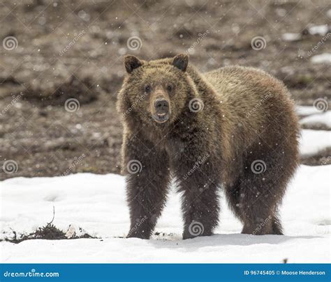 Cachorro De Oso Grizzly En Nieve En Primavera Temprana Imagen de ...