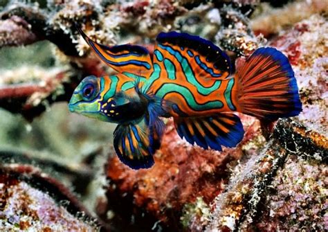 mandarin fish - china | Poisson coloré, Animaux beaux, Belles créatures ...