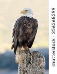 American Bald Eagle Free Stock Photo - Public Domain Pictures