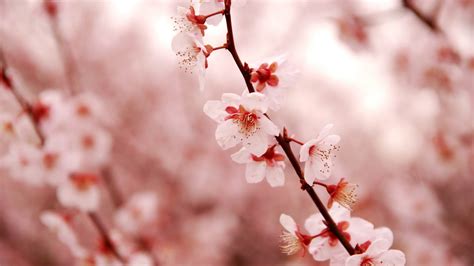 Pink cherry blossom-beauty spring desktop wallpaper-1920x1080 Download ...