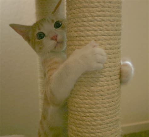 The 6 most common cat behavior problems (and how to solve them) - Pets Info Center