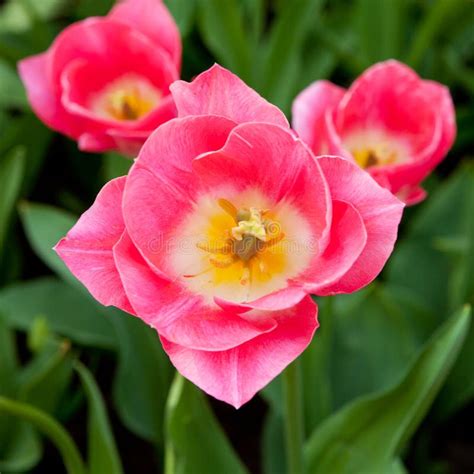 Pink Dutch tulip stock photo. Image of flowers, tulip - 31254840