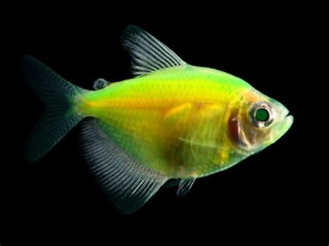 Glofish Tetra (Care, Size, Lifespan, Behavior, Diet, Tank)