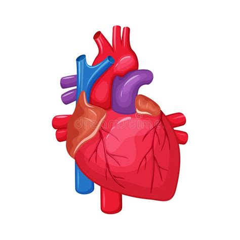 Anatomy Heart Clip Art