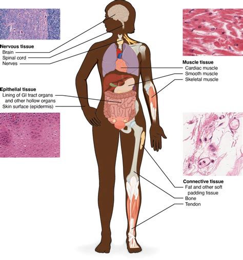 Levels of Organization and Tissue Types – Medical Terminology: An ...