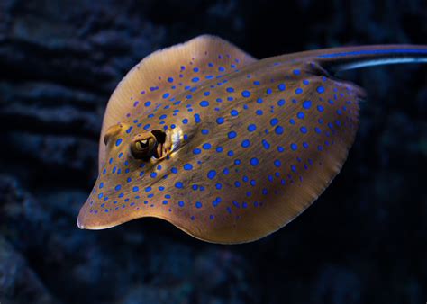 Stingray HD Wallpapers - 5dwallpaper.com