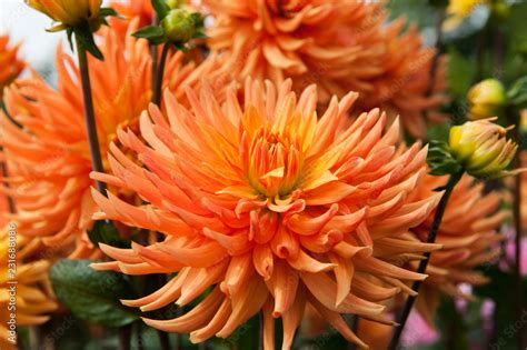 Orange Dahlia Stock Photo | Adobe Stock