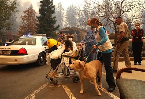 Haunting Pictures Show Animals Fleeing The California Wildfires ...