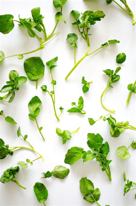 Watercress 101: Everything You Need To Know About Watercress