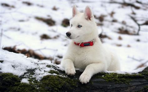 White Husky Dog wallpaper | animals | Wallpaper Better