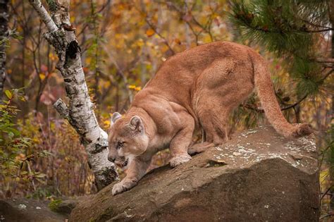 Cougar vs Jaguar: What Are The Differences? – Pets