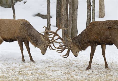 Fighting Bull Elk stock photo. Image of horns, bull, deer - 11291230